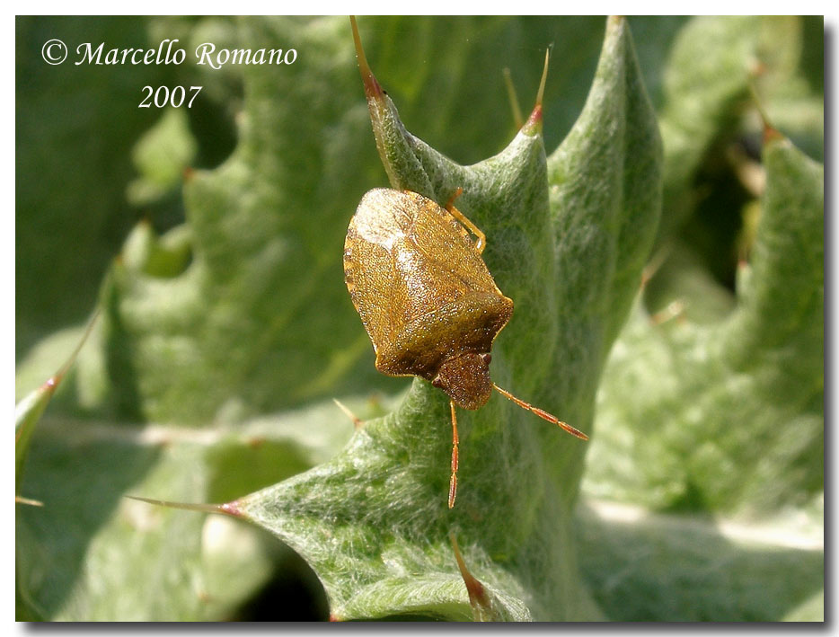 Album di eterotteri fotografati in Sicilia nel 2007